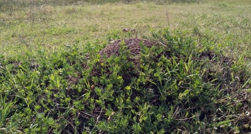 ¿Por qué es importante sembrar Lotus en los campos?