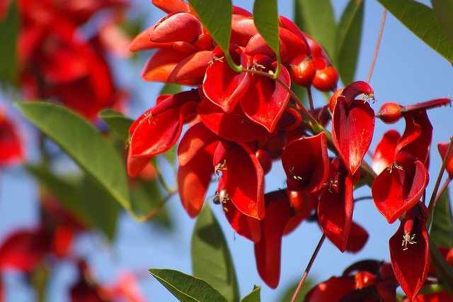 DIA DE LA FLOR NACIONAL 