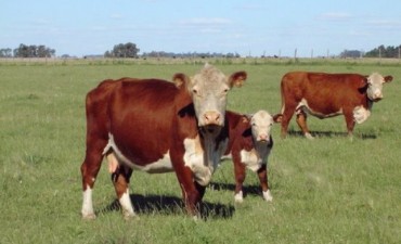 El hecho se produjo en un campo propiedad de un productor de apellido Franchetto