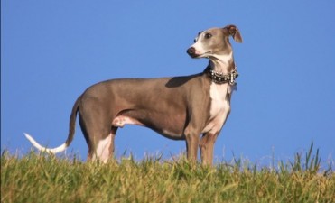 Tras un día de tensión y polémica, prohibieron las carreras de galgos