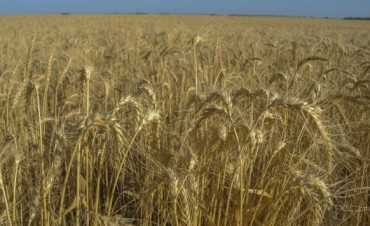 El productor deberá presentar una muestra