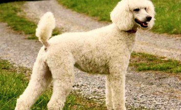 La ciencia ya confirmó los beneficios de las mascotas