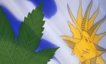 URUGUAY LEGALIZA LA MARIHUANA