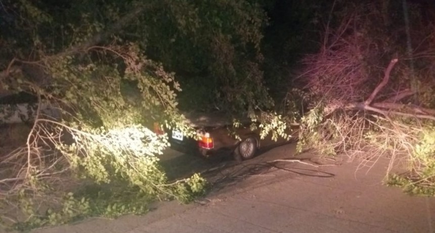 Un árbol cayó y aplastó a un auto en el Rosendo López