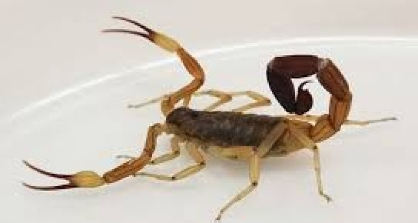 Alacranes venenosos