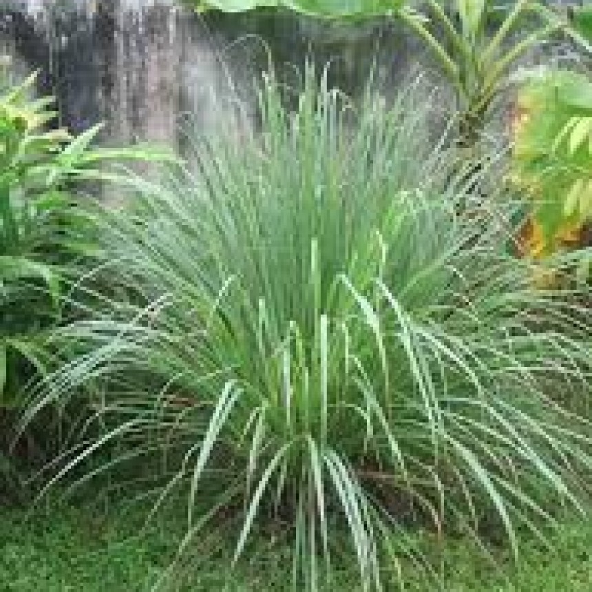 Los secretos del jardín
