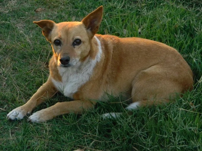 28 de Mayo Día Internacional del Perro sin Raza