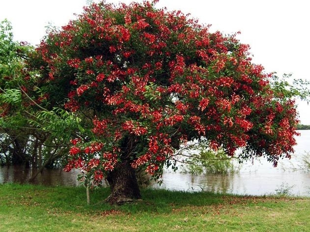 Un día como hoy...Día de la Flor Nacional 