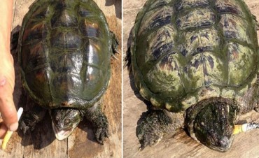 TORTUGA VICIOSA